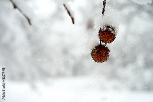 Snow-covered cones on the trees. photo