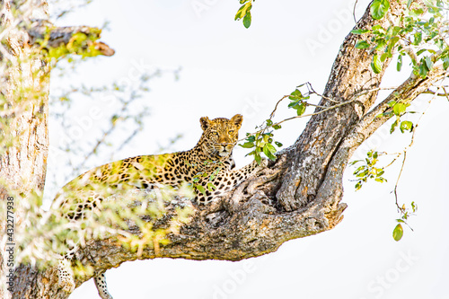 Kruger Park Leopard