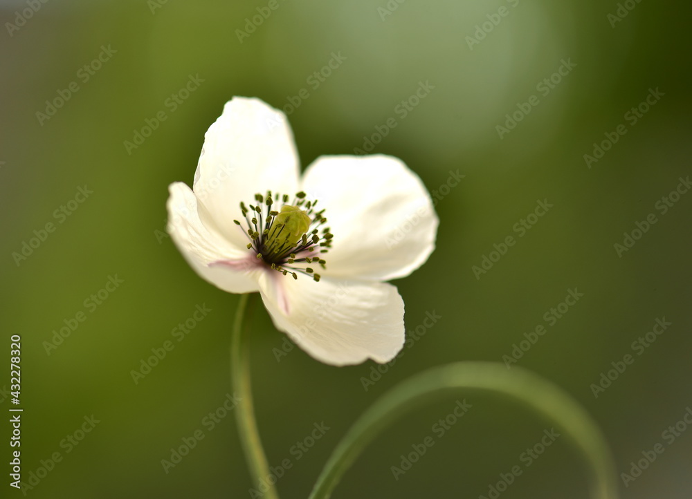 Fototapeta premium white poppz flower on natural background