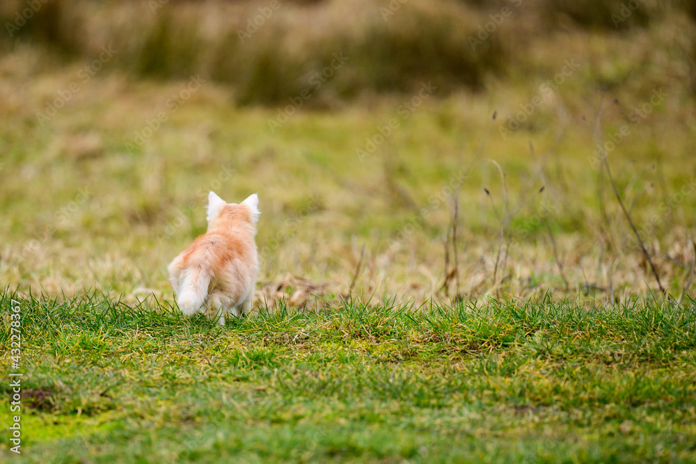 The little red cat hunted the mole, a natural instinct in the cat. The little red cat hunted the mole, a natural instinct in the cat.