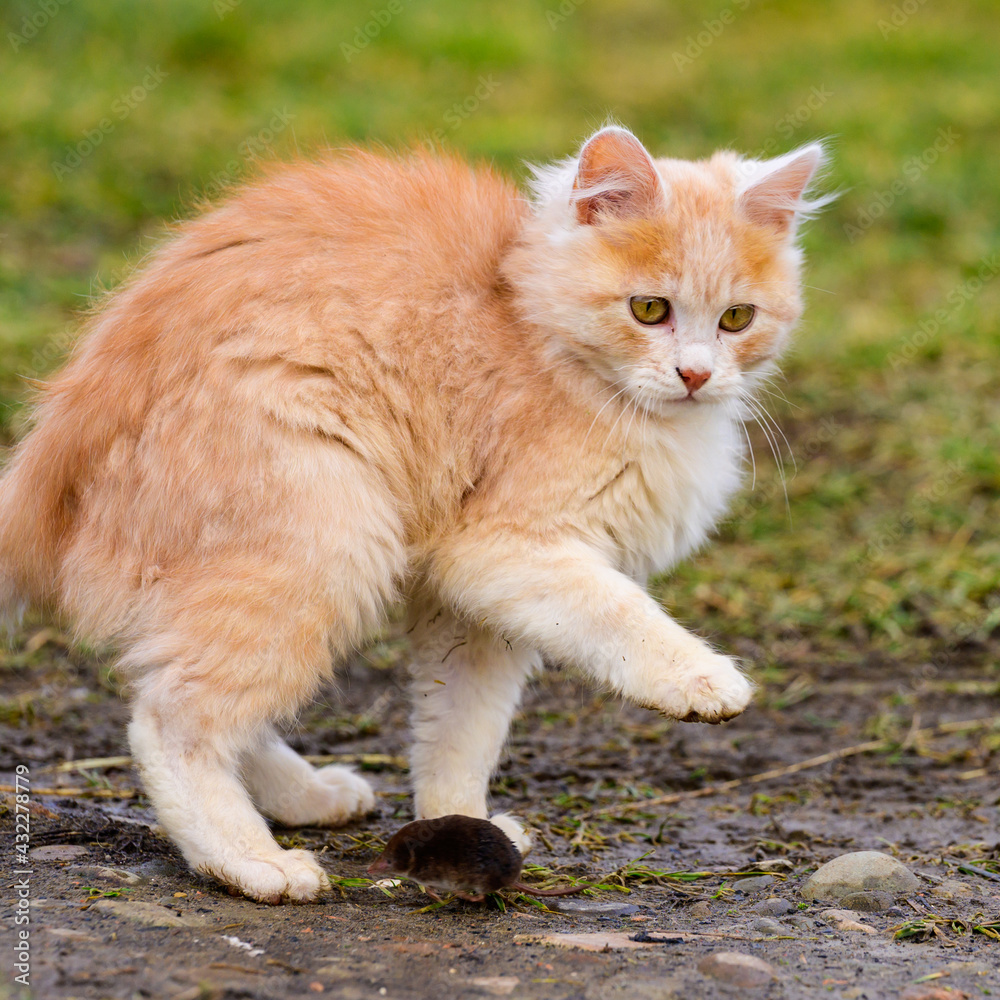 Frightened mole and red cat, a cat playing with its prey on the grass, a natural instinct of a cat.