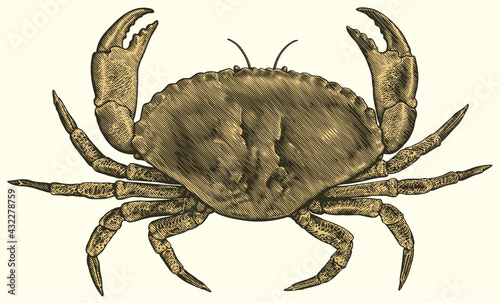 Sea crab. Hand drawn engraving. Editable vector vintage illustration. Isolated on light background. 8 EPS