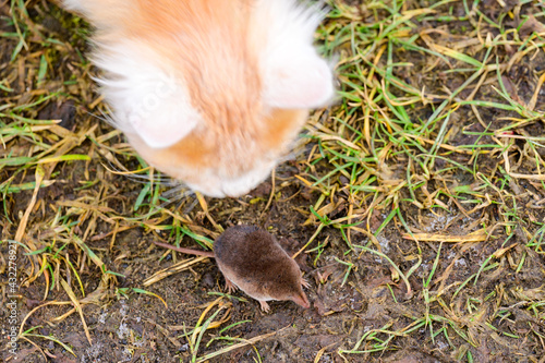 Ginger and white kitten with its prey of a mouse