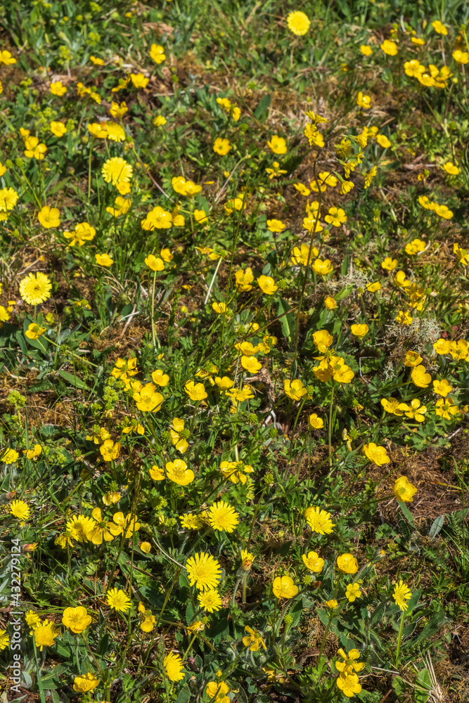 Meadow buttercups growing in the on a meadow