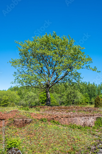 Single tree on a alvar with limestone bedrock a summer day
