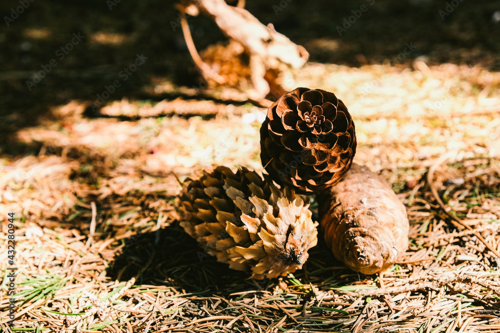Pine cones in the forest on the ground. Brown background. The sun. Pine cones in the forest on the ground. Brown background. The sun.