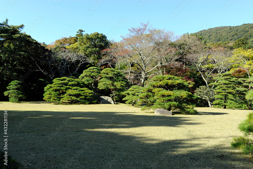 庭園の松