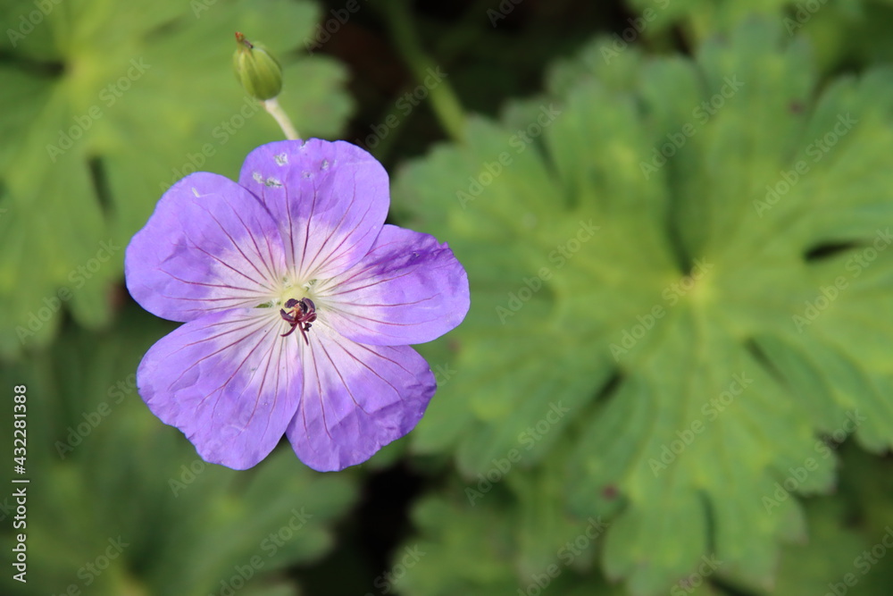 Purple flower named Geranium Rozanna in public flowerbed Purple flower named Geranium Rozanna in public flowerbed