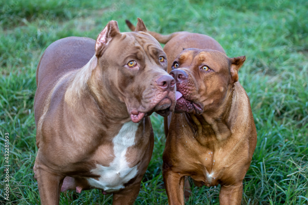 headshot american pitbull terrier The big brown in the lawn looks scary, but the pitbull actually has a cute, playful character and loves its owner. And looks funny