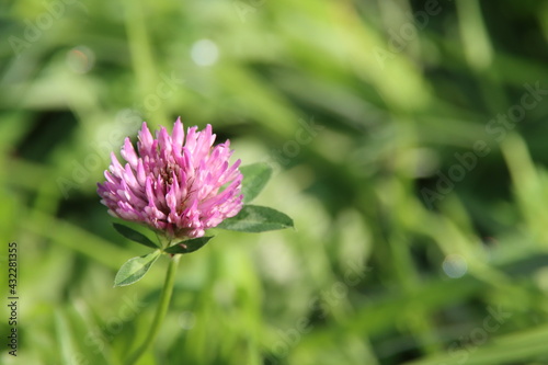 flower of the red clover which can be used for natural medicine as a weed