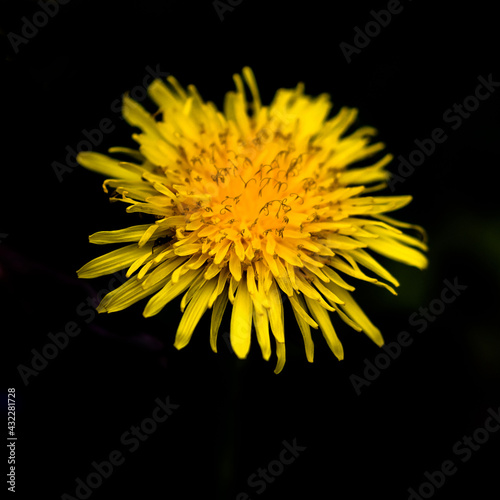 yellow dandelion flower