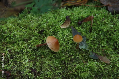 Pluteus podospileus mushroom in a botanic garden