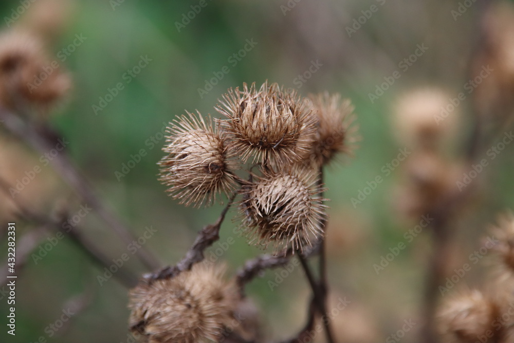 Bosklit or the Arctium nemorosum in Park Hitland Bosklit or the Arctium nemorosum in Park Hitland