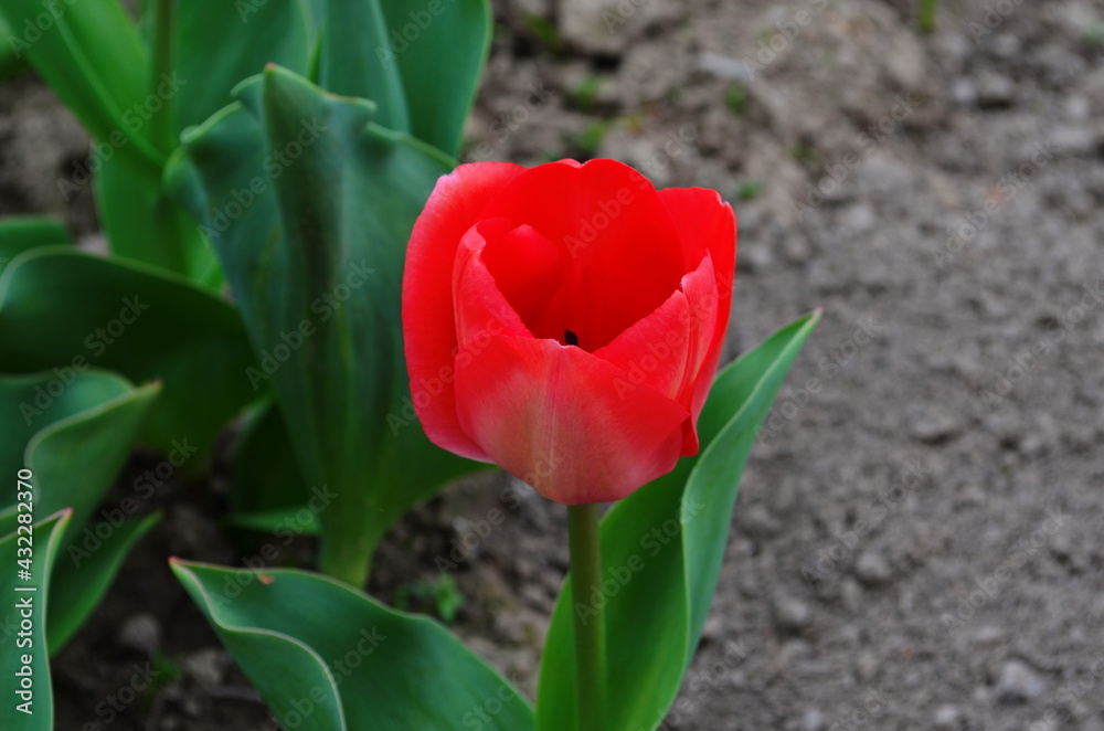 Red tulip flower bloom on background of blurry red tulips flowers Red tulip flower bloom on background of blurry red tulips flowers