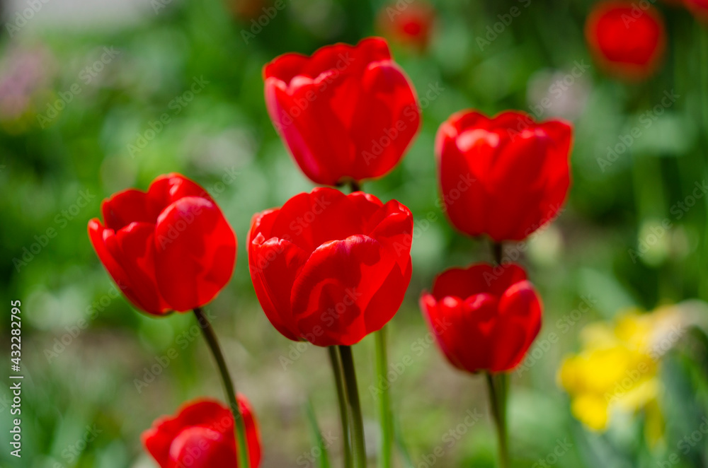 Red tulip flower bloom on background of blurry red tulips flowers Red tulip flower bloom on background of blurry red tulips flowers