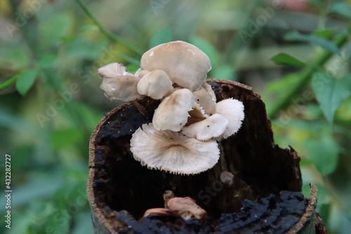 Pluteus romellii or Goldleaf Shield mushroom in a botanic garden photo