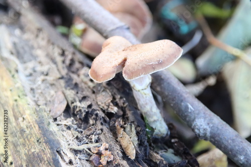 Tableau sur toile Tremella foliacea is a species of fungus producing brownish, frondose, gelatinou