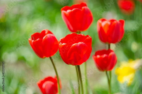 Red tulip flower bloom on background of blurry red tulips flowers © maria