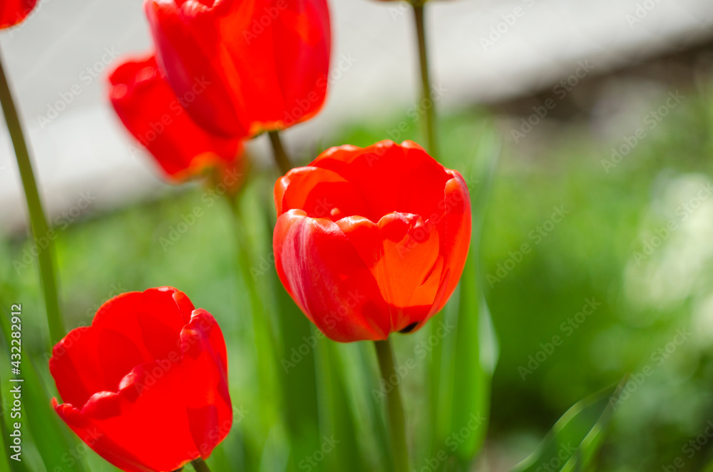 Red tulip flower bloom on background of blurry red tulips flowers Red tulip flower bloom on background of blurry red tulips flowers