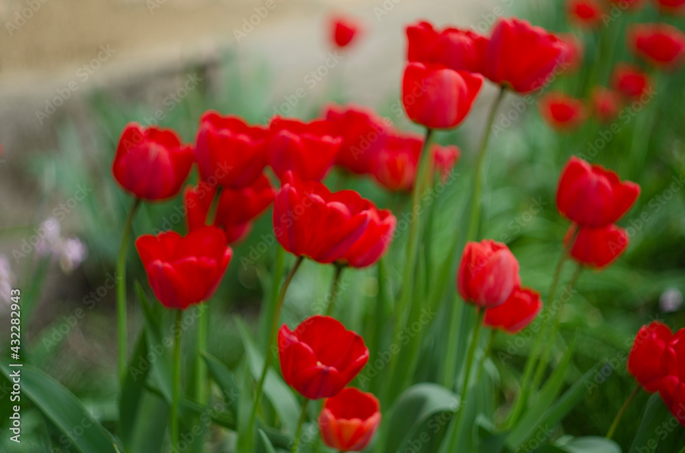 Red tulip flower bloom on background of blurry red tulips flowers Red tulip flower bloom on background of blurry red tulips flowers