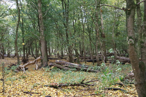 The botanical garden in Capelle aan den IJssel photo