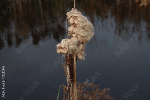 cattail fruit over flowered in autumn © André Muller