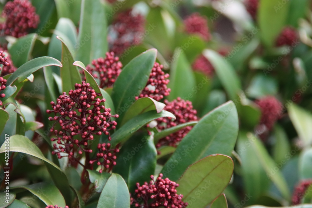 Red berries on a plant in the botanical garden in Capelle aan den IJssel Red berries on a plant in the botanical garden in Capelle aan den IJssel
