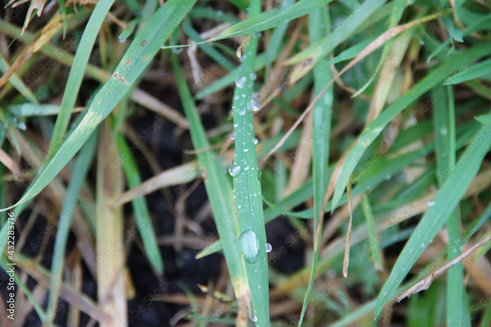 Rain drops on the long leaves of grass during sunrise Rain drops on the long leaves of grass during sunrise