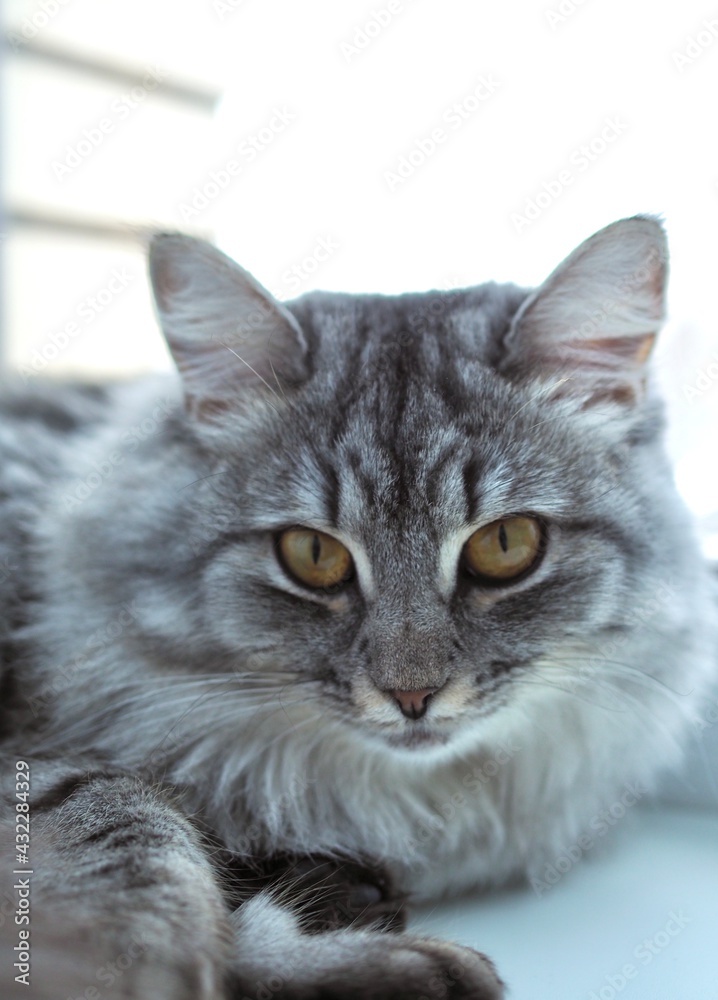 Close-up portrait beautiful gray fluffy domestic cat with yellow eyes. Cat sits on the windowsill. Image for veterinary clinics. The concept of pets. Banner for the site.
