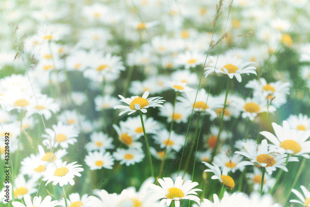 Fototapeta premium Nature background with wild flowers camomiles. Soft focus. Close up.