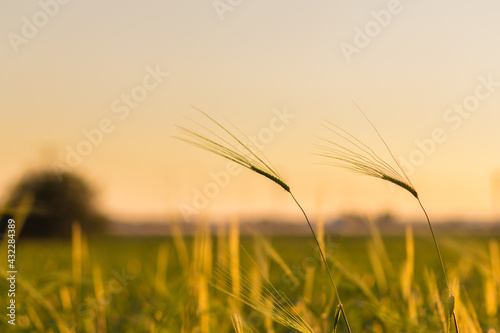 Wild barley that is still green, against a blurred background of sunset.