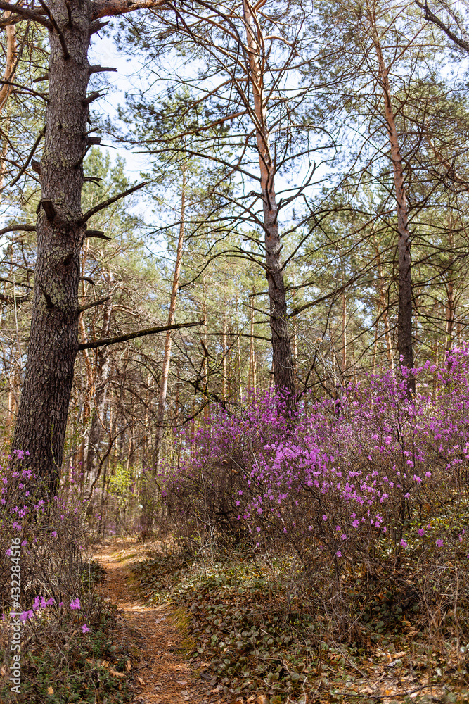 Naklejka premium spring in the park