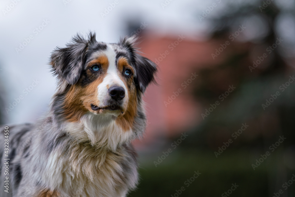 australian shepherd sitting on the green gras and blue sky watching to the camera shallow depth of field