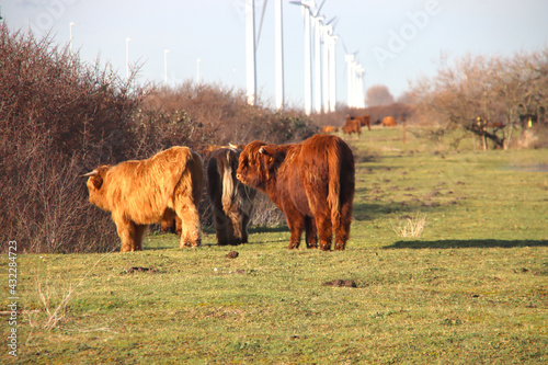 Scottish red Highlander cows in the row of dunes of the Rozenburg headland photo
