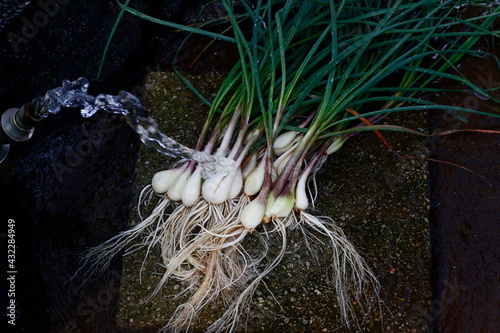 採れたてらっきょう