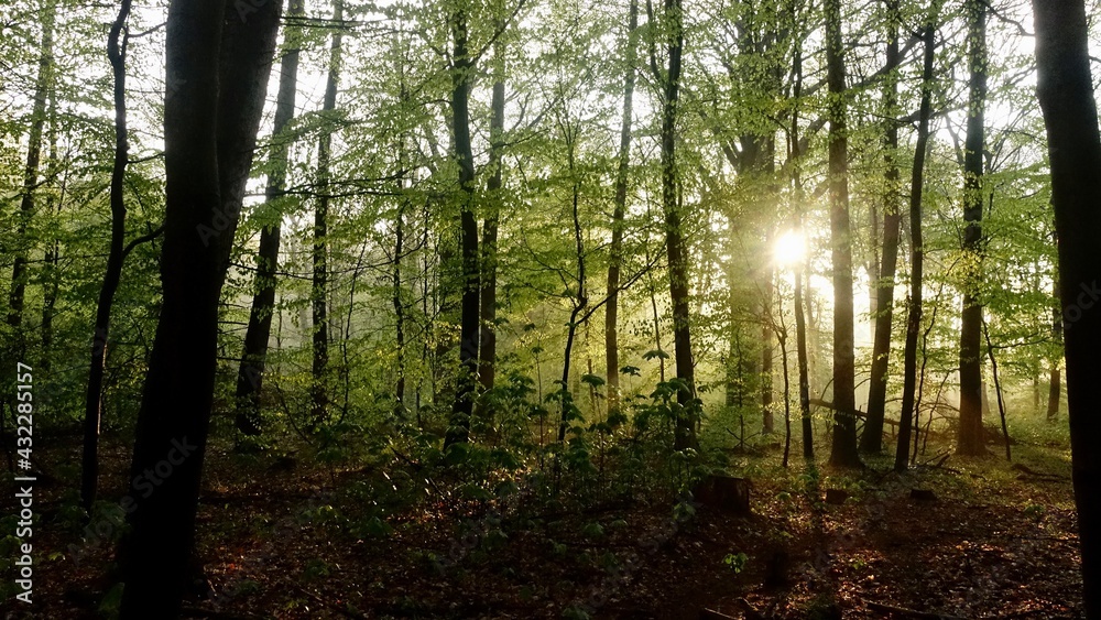 Naklejka premium Haard Shinrin Yoku