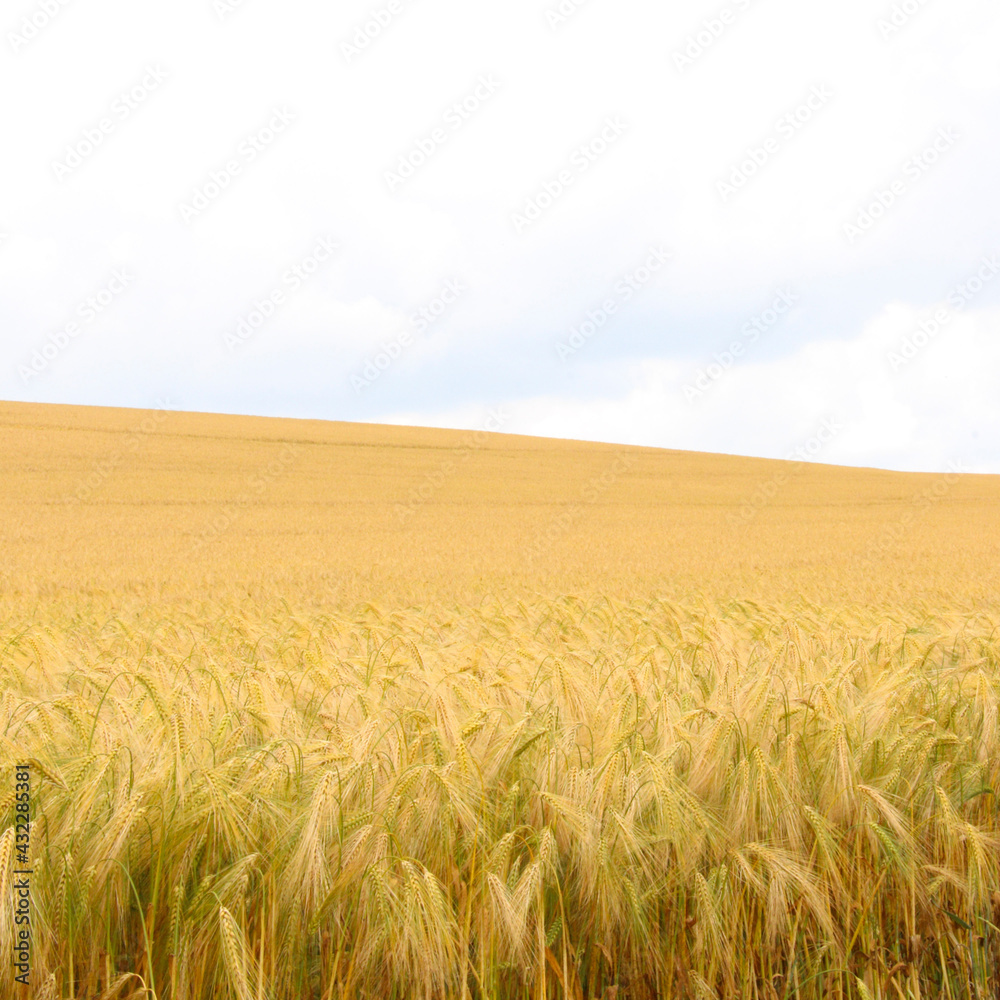 field of wheat