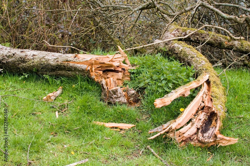Sturmschaden Obstbaum