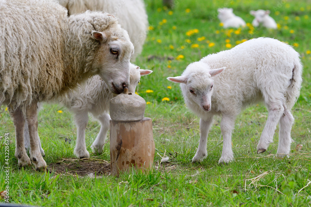 Obraz premium Skudden ,eine alte Haustierrasse