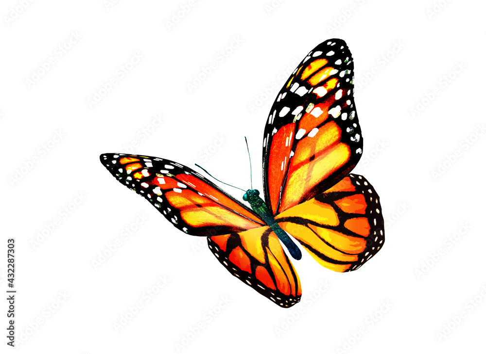 Fototapeta premium Color monarch butterfly , isolated on the white background