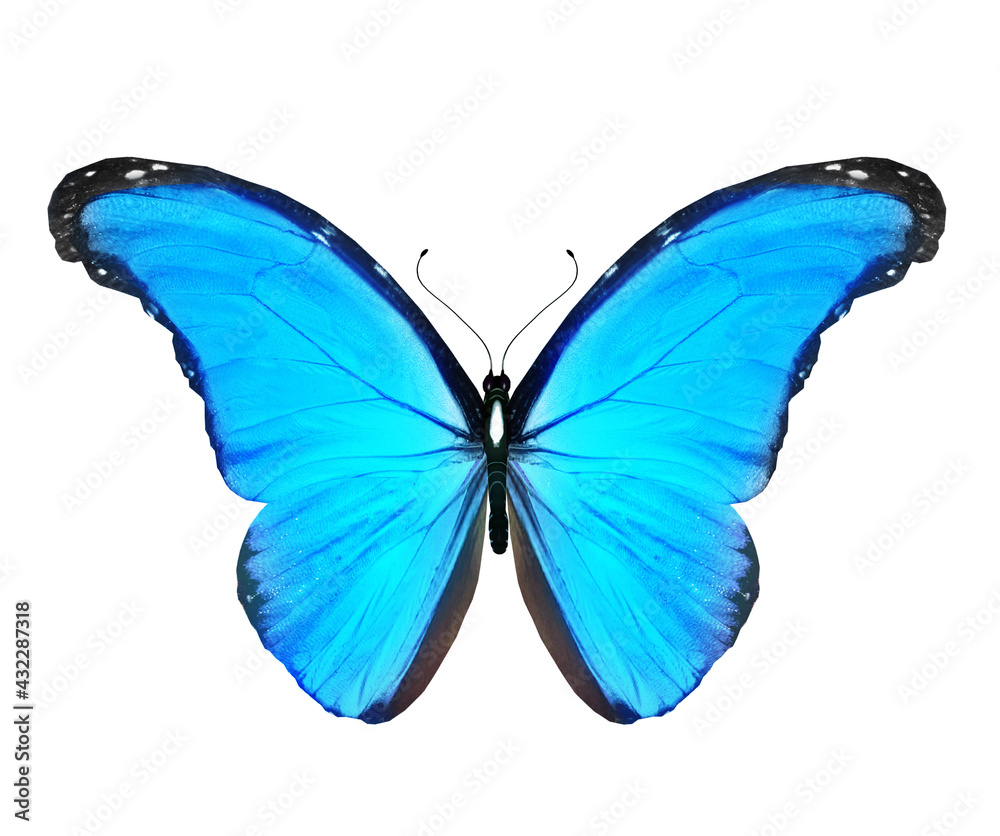 Fototapeta premium Color Morpho butterfly , isolated on the white background