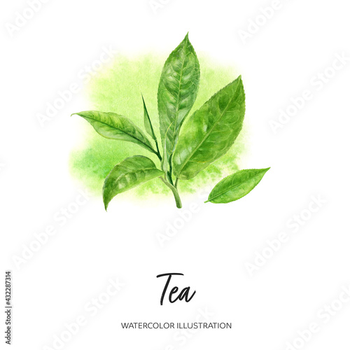 Tea branch watercolor illustration isolated on splash background