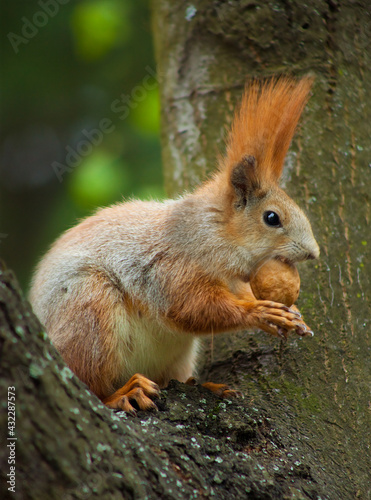 squirrel siting on the tree and eating a nut © lotus_studio