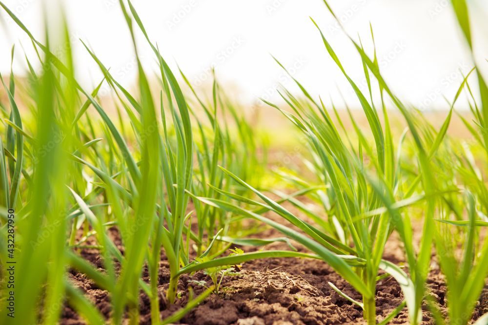 garlic plants in a rows on spring farmland soil garlic plants in a rows on spring farmland soil