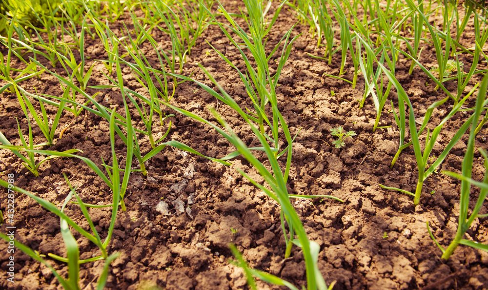 garlic plants in a rows on spring farmland soil garlic plants in a rows on spring farmland soil