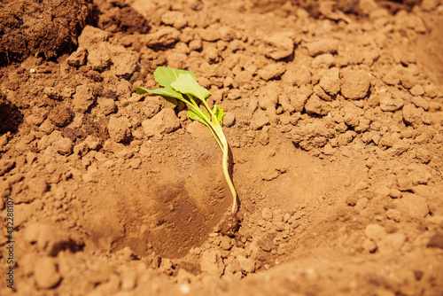 cabbage plant seed in spring farmland soil ready for seedling