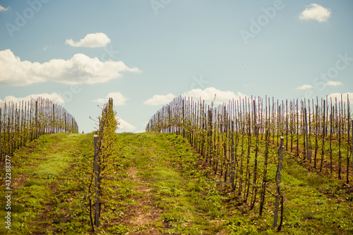 apple garden trees in row at springtime farmland hill