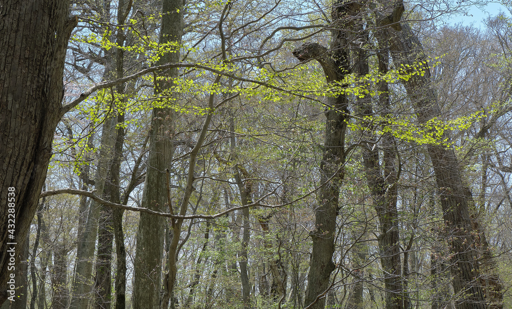 Fototapeta premium 新緑の森（Fresh green forest）