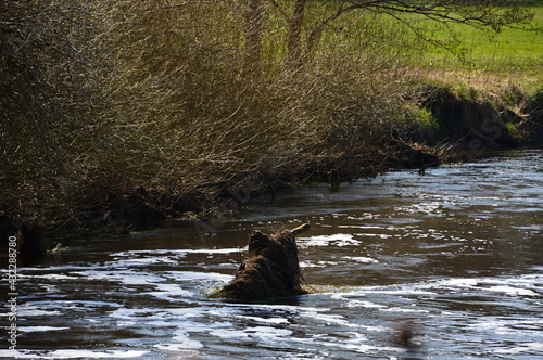 Fr  hling am Fluss B  hme  Neum  hlen  Niedersachsen