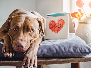 Lovable, pretty puppy of chocolate color, notebook with a painted heart and the inscription DAD. Closeup, indoors, white background. Congratulations for family, relatives, friends and colleagues